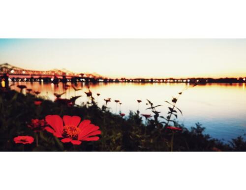 Blooming-Natchez-by-Pasquale-Beltempo