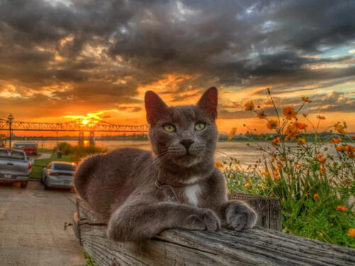 Blue-in-the-Sunset-by-Christy-Becnel