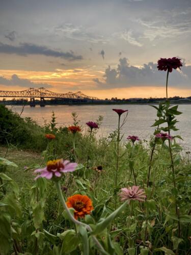Flowers-at-sunset-by-Greta-Elena-Maier