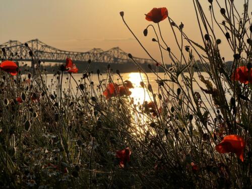 Golden-Poppies-by-Sabrina-Robertson