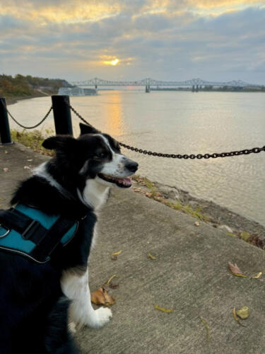 Nova-at-Sunset-by-Kaysee-Brabb