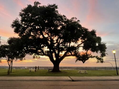 Oak-Shining-on-Broadway-by-Helen-Smith