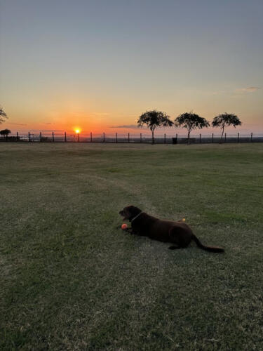 Playing-in-the-sunset-by-Renee-Petersen