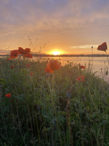 Poppies-by-the-Riverside-by-John-Eubanks