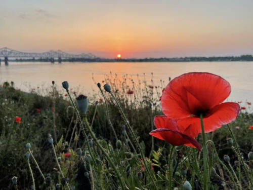 Poppy-Sunset-by-Lawrence-Davis