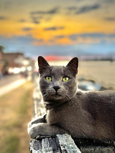 Pretty-Kitty-by-Ryan-Archer