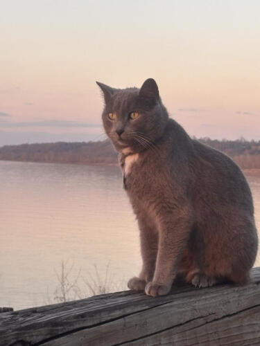 Sunset-Paws-by-Janet-Southall1