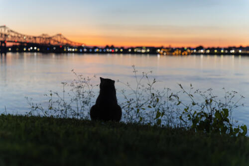 The-Evening-Hunt-by-Tricia-Dawson