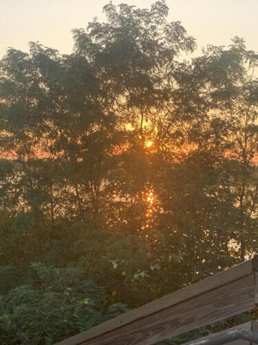 The-Fiery-Tree-Burst-by-Delores-Whitley