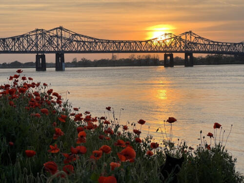 The-Purrfect-Sunset-by-Andrew-Tenbusch