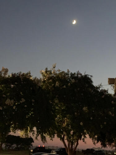 Thumbnail-Moon-at-Dusk-by-Delores-Whitley