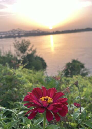 Zinnia-at-Sunset-by-Debbie-Springer