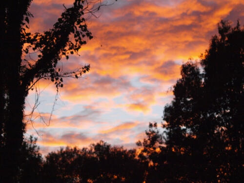 fire-in-the-sky-by-shannon-tison